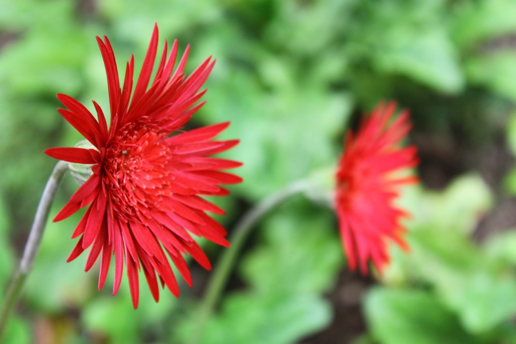 Aster Lambang Cinta Abadi | Jalan-Jalan Terus!